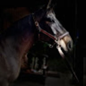 Meet your Posher, Doug